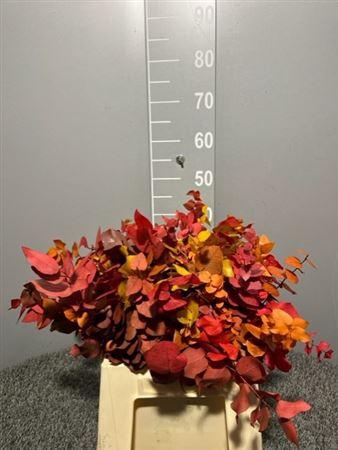 <h4>Dr Stuart Stab Autumn Kort</h4>