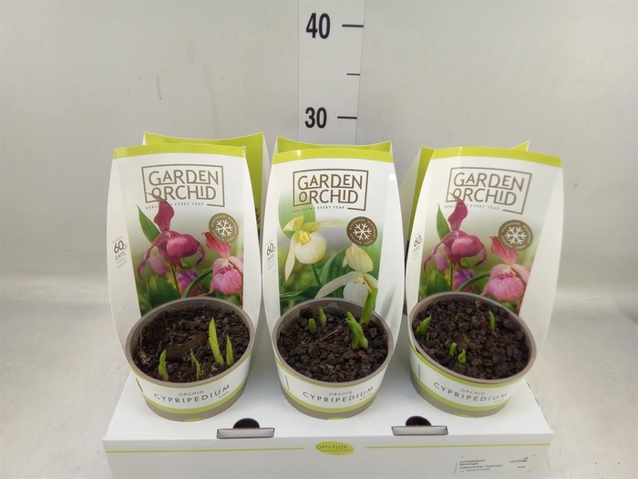 <h4>Cypripedium   ...</h4>