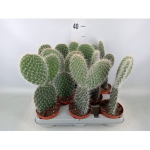Opuntia