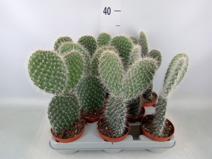 <h4>Opuntia</h4>