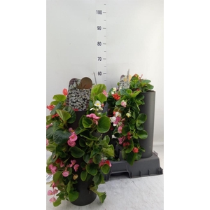 Begonia semp.   ...greenleaf mix