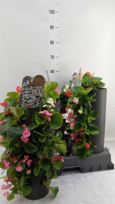 <h4>Begonia semp.   ...greenleaf mix</h4>