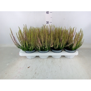 Calluna vulg. 'Beauty L Mia'