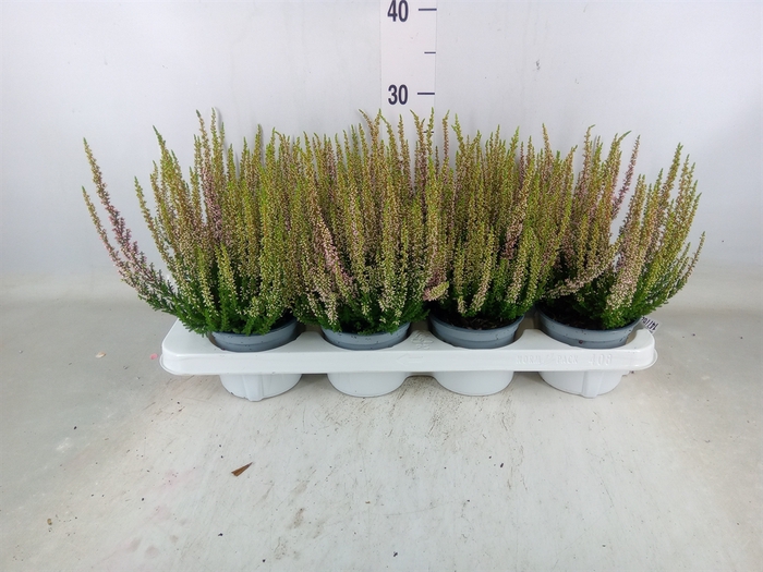 <h4>Calluna vulg. 'Beauty L Mia'</h4>