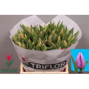 Tulipa si alibi