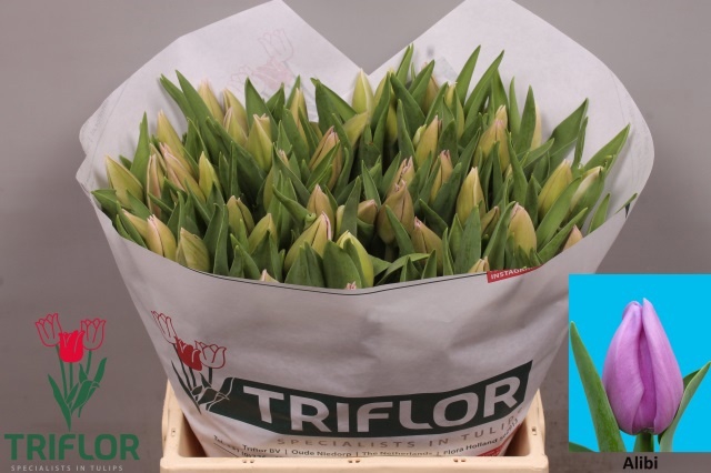 <h4>Tulipa si alibi</h4>