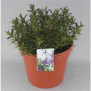 Hebe 'Mrs Winder' C10