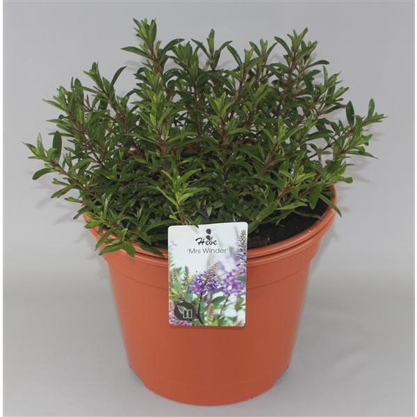 <h4>Hebe 'Mrs Winder' C10</h4>