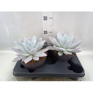 Echeveria  'Mexican Giant'