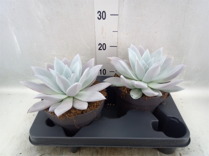 Echeveria  'Mexican Giant'