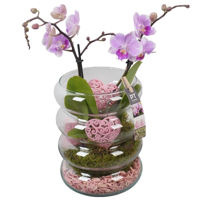 <h4>Arr.    Planten  H%</h4>