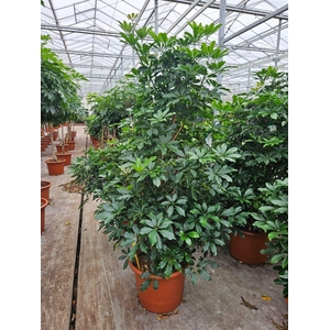 Schefflera Compacta