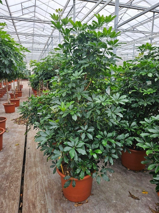 <h4>Schefflera Compacta</h4>
