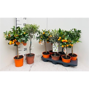Citrus & Olea Algarve mix in rack/stam