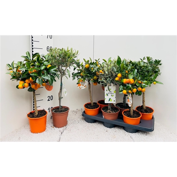 <h4>Citrus & Olea Algarve mix in rack/stam</h4>