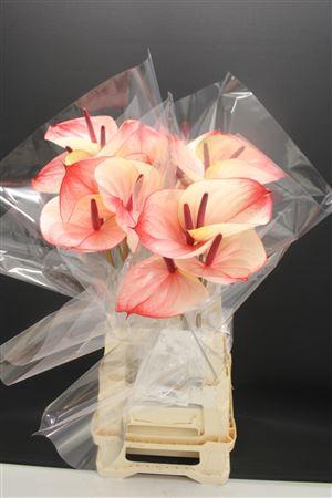 <h4>Anth A Max Elegan</h4>