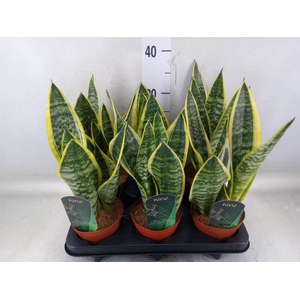 Sansevieria trifa. 'Futura Superba'