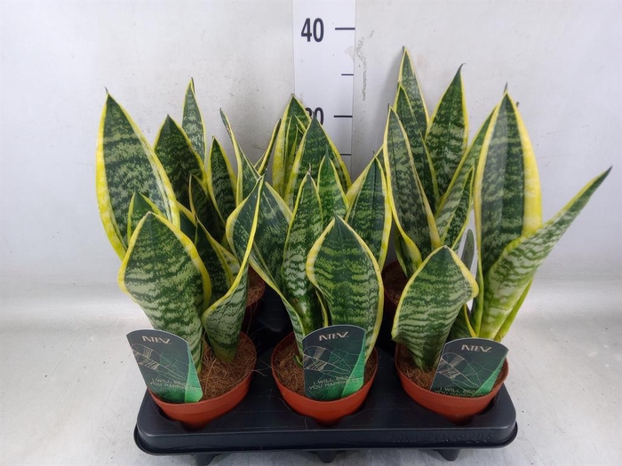 <h4>Sansevieria trifa. 'Futura Superba'</h4>