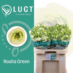 Lisianthus do rosita green