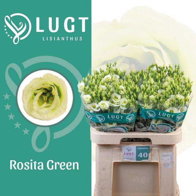 <h4>Lisianthus do rosita green</h4>