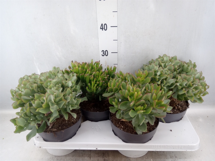 Crassula   ...mix