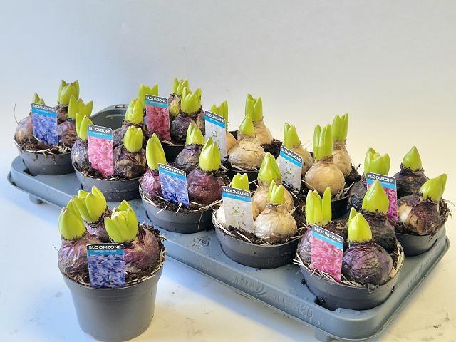 <h4>HYACIN GEM 3 KL</h4>