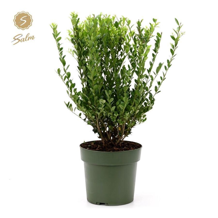 <h4>Ilex crenata 'Jenny'® P21</h4>