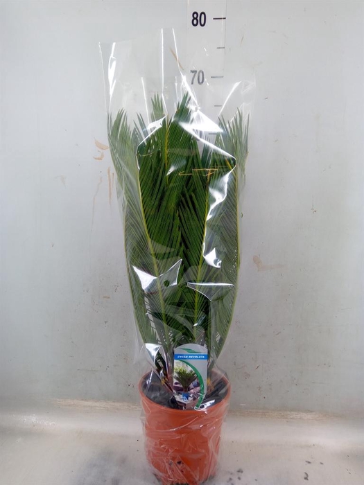 <h4>Cycas revoluta</h4>