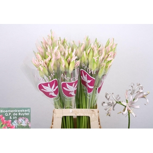 NERINE SOFIE