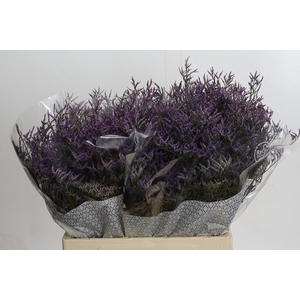 Limonium ov Safora Dark Blue