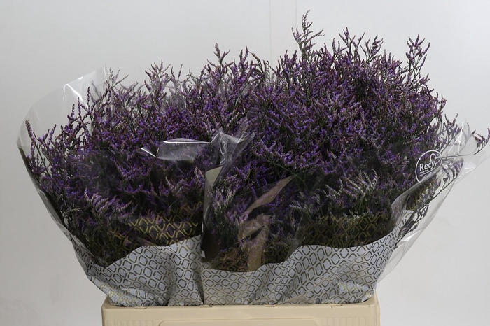 Limonium ov Safora Dark Blue