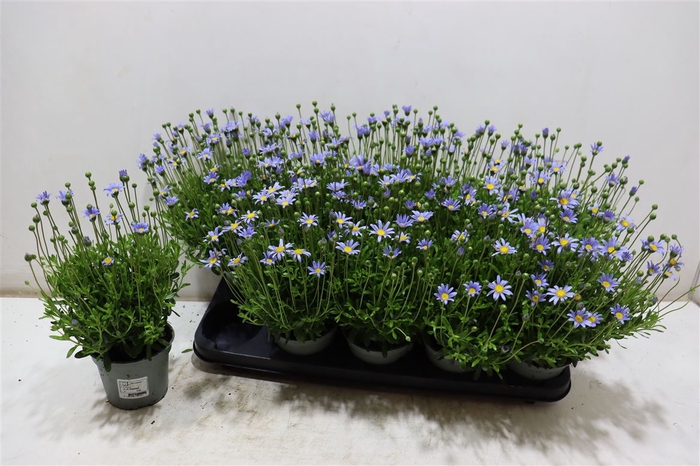<h4>Feli Am Felicit Blue</h4>