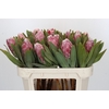 Protea Pink Lady