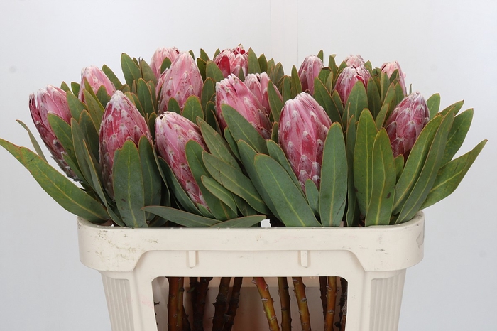 <h4>Protea Pink Lady</h4>