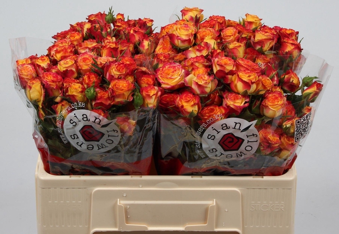 <h4>R TR LAND OF FIRE</h4>