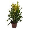 CROTON SAMBA P24