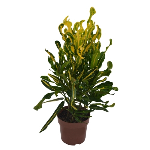 CROTON SAMBA P24