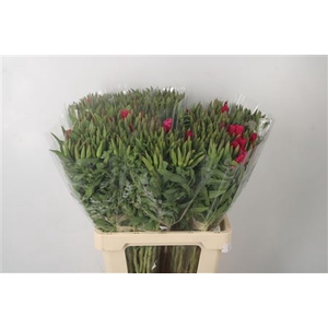 CLARKIA AM GR PINK