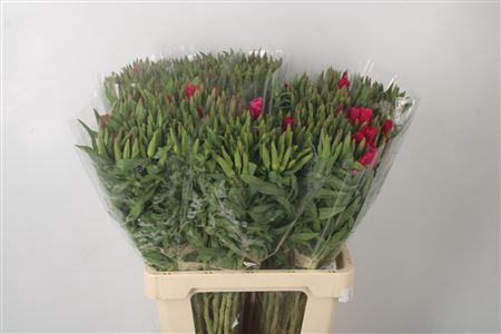 <h4>CLARKIA AM GR RED</h4>