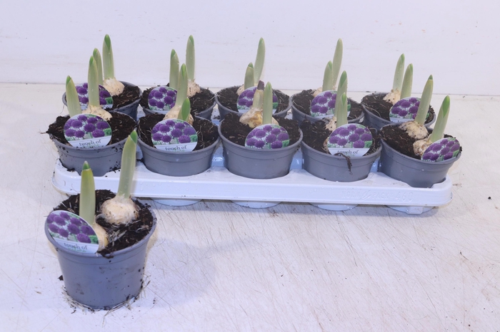 <h4>ALLI PURPL SENSATION</h4>