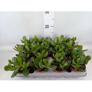 Crassula ovata 'Sunset'