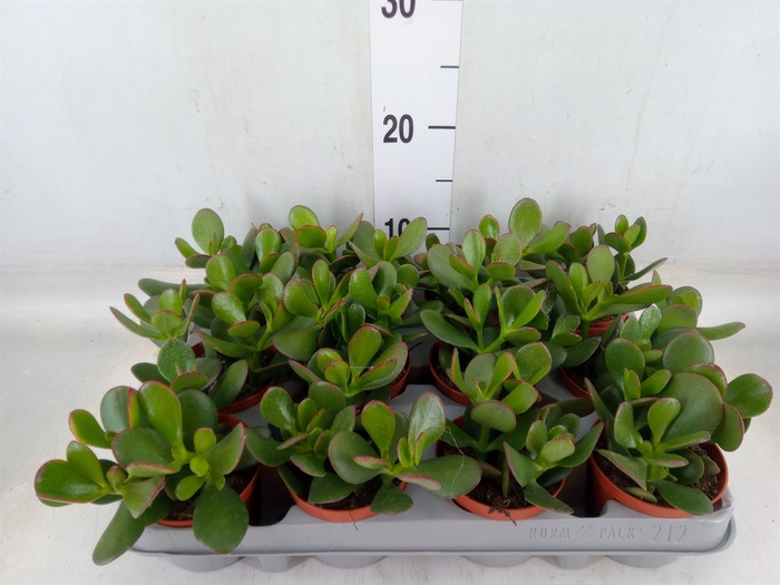 <h4>Crassula ovata 'Sunset'</h4>