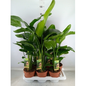 Strelitzia nicolai