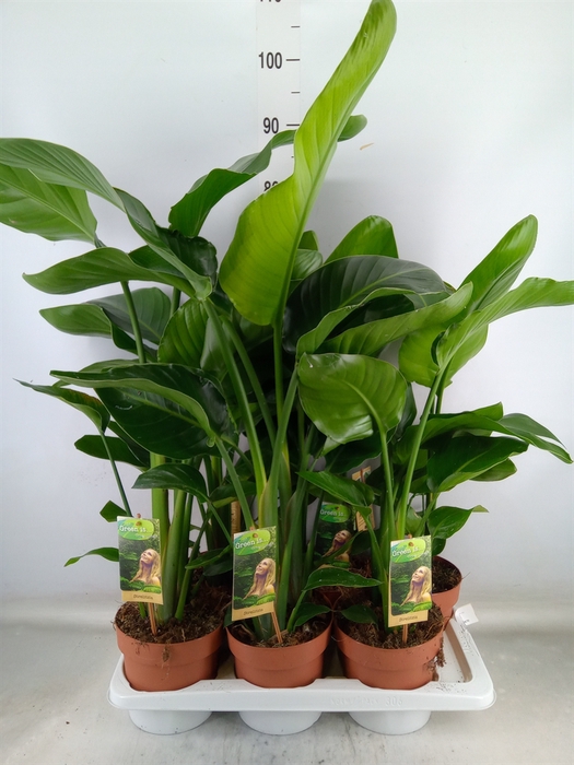 <h4>Strelitzia nicolai</h4>