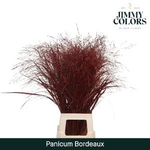 Panicum paint bordeaux