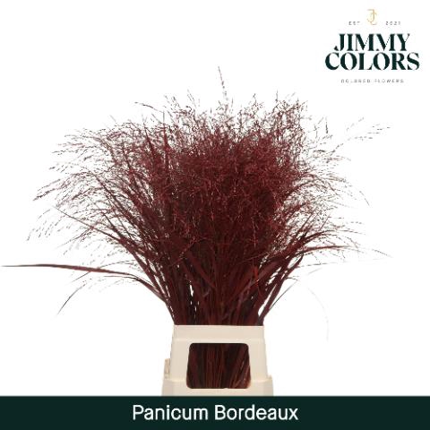 <h4>Panicum paint bordeaux</h4>