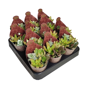 POKER SUCCULENTS MIX - POT Ø 6,5 - COLLECTION WITH POTCOVER (SUCCULENTEN)