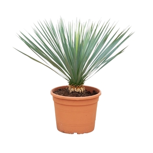 Yucca Rostrata - 80cm