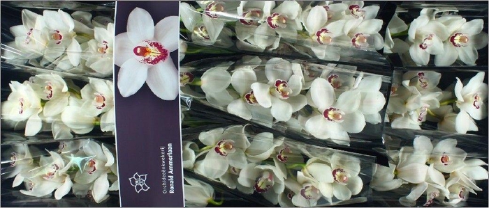 <h4>Cymbidium Mazurka</h4>