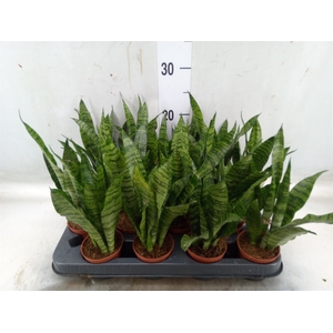 Sansevieria trifa. 'Black Coral'